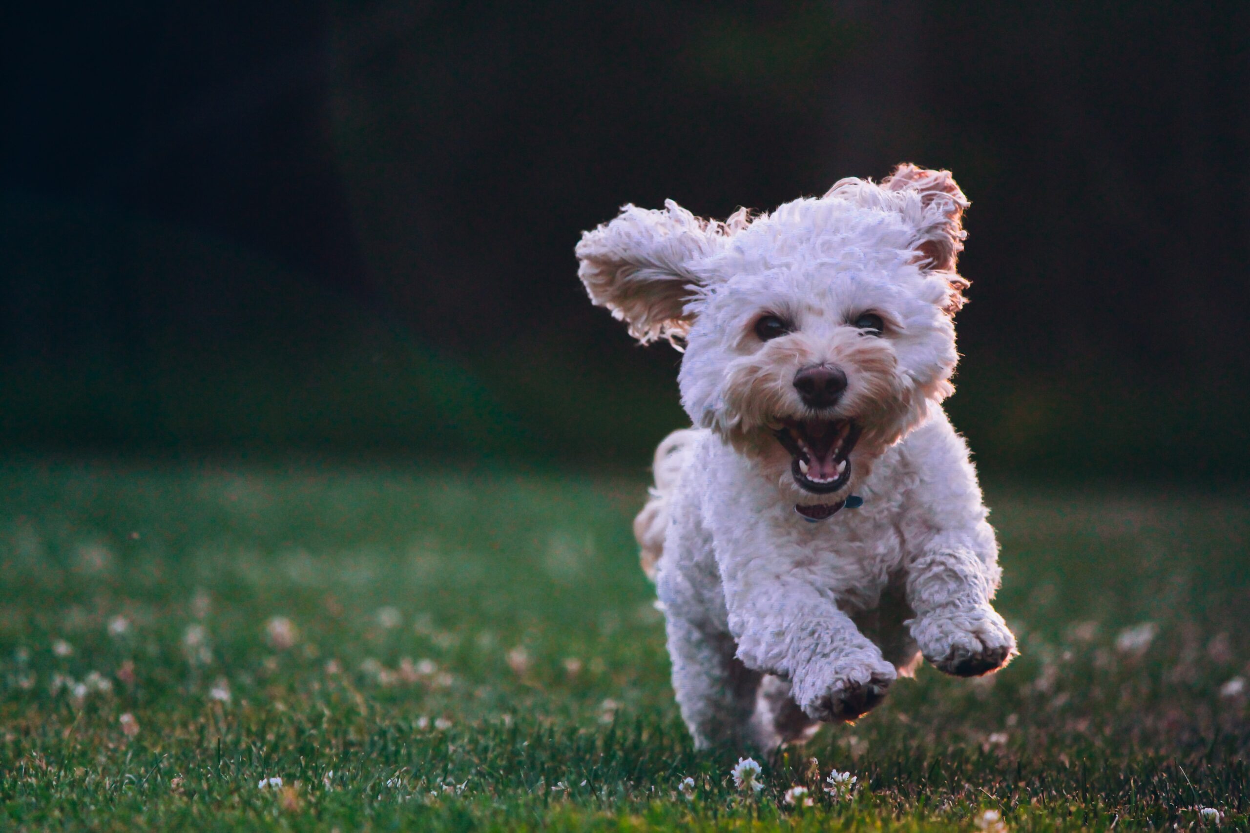 Preventing Dog Thefts with Home Security and CCTV - A Guide