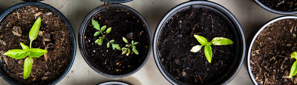 Improve your Gardening: Greenhouse Organisation