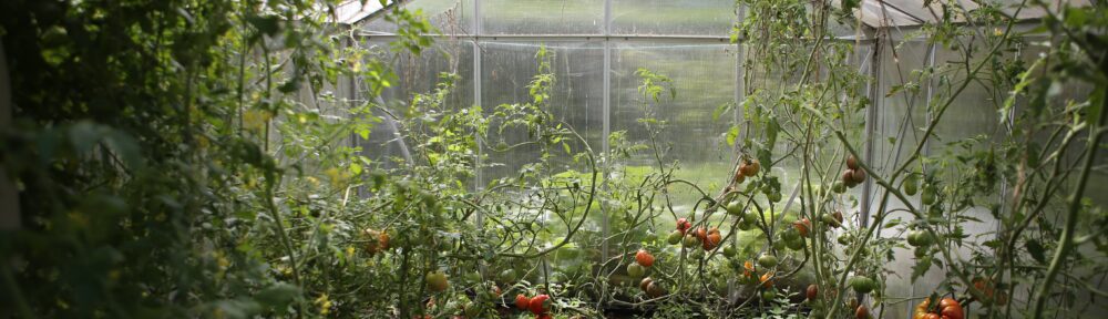 Buying Your First Greenhouse